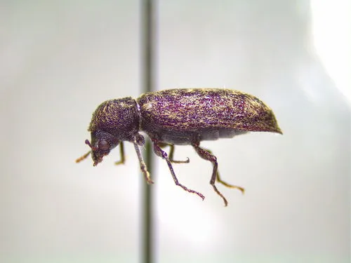 Lichenophanes truncaticollis