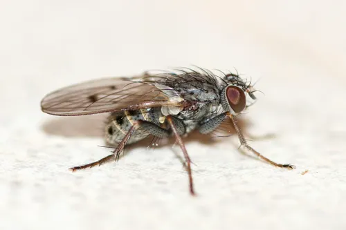 Lispocephala alma