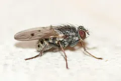 Lispocephala alma thumbnail 1