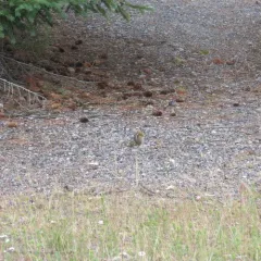 Least Chipmunk thumbnail 4