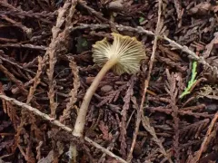 lined meadowcap thumbnail 4