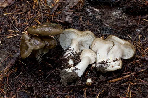 Hygrophorus calophyllus