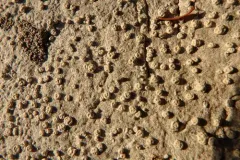 Molar Lichen thumbnail 3