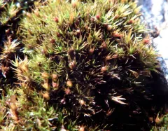 Seaside Grimmia thumbnail 2