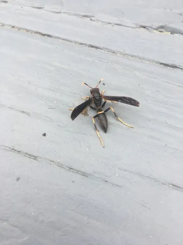 Ringed Paper Wasp