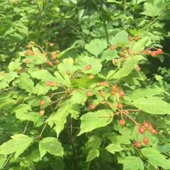guelder-rose thumbnail 2