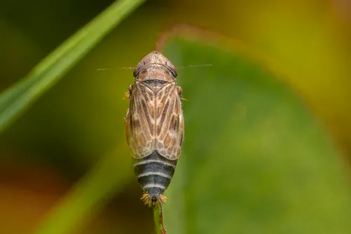 Deltocephalus pulicaris