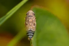 Deltocephalus pulicaris thumbnail 1