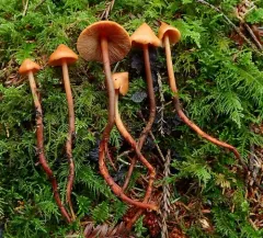 Phaeocollybia attenuata thumbnail 4