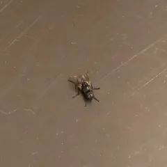 Common House Fly thumbnail 4