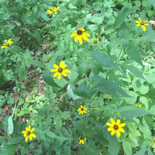 brown-eyed Susan