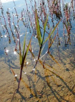 Pendantgrass thumbnail 2