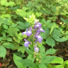 great blue lobelia thumbnail 3