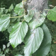 Fall Webworm Moth thumbnail 3