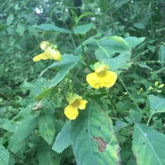 pale jewelweed thumbnail 4