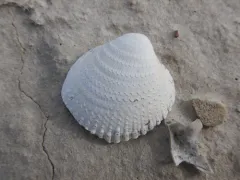 Iceland Cockle thumbnail 4