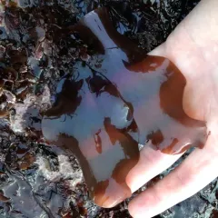 splendid iridescent seaweed thumbnail 2