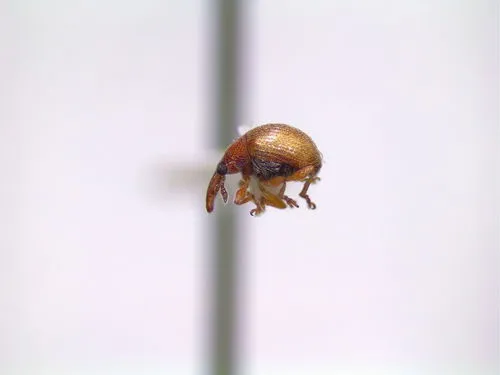 Microon canadensis