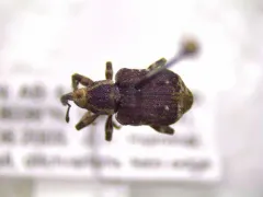 Horsetail weevil thumbnail 2
