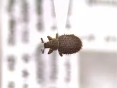 Cathormiocerus aristatus thumbnail 2