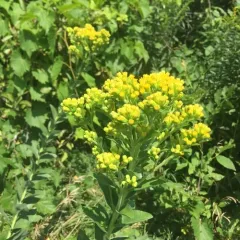 stiff-leaved goldenrod thumbnail 3