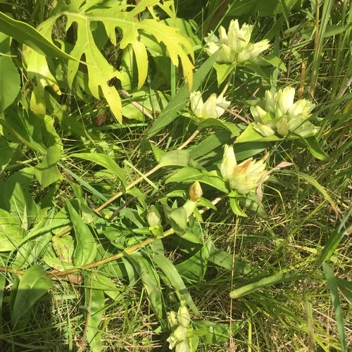 pale gentian