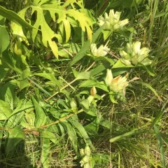 pale gentian thumbnail 1