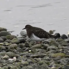 Black Turnstone thumbnail 3
