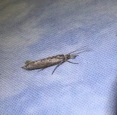 Ypsolopha falciferella thumbnail 4