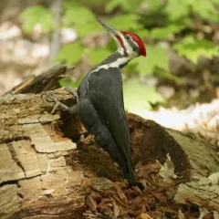 Pileated Woodpecker thumbnail 4