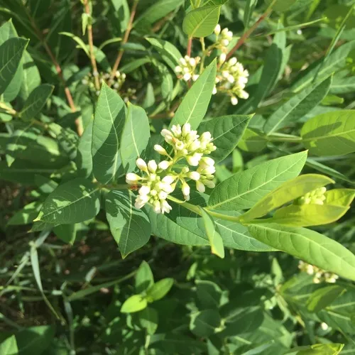 hemp dogbane