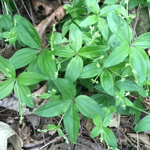 licorice bedstraw