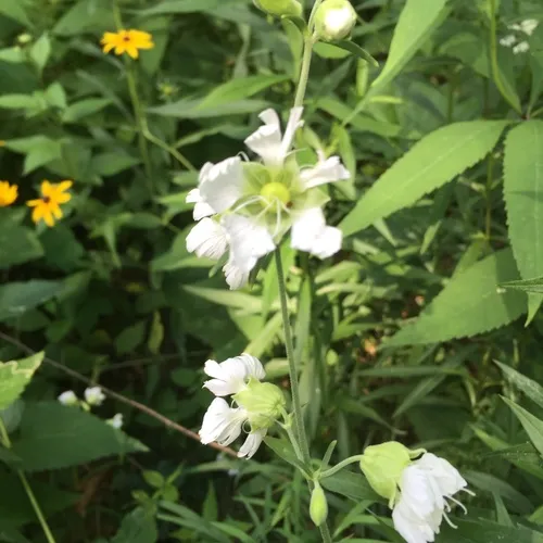 starry campion