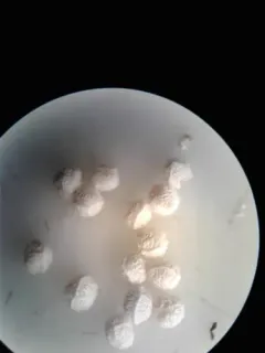 Tuckerman's quillwort thumbnail 3