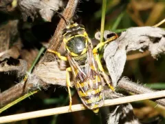 Stictiella emarginata thumbnail 4