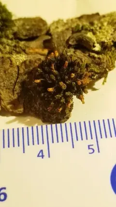 Orthotrichum ohioense thumbnail 2