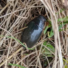 Understriped Diving Beetle thumbnail 2