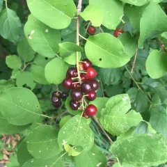 chokecherry thumbnail 4