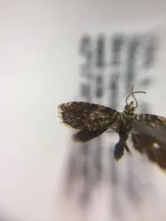 Dichrorampha leopardana thumbnail 3