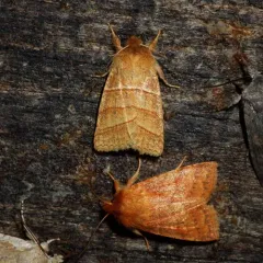 Pettit's Sallow thumbnail 2
