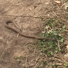 DeKay's Brownsnake thumbnail 2