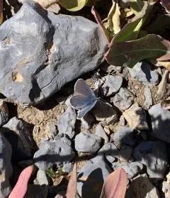 Shasta Blue thumbnail 2