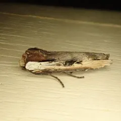 Dot-and-Dash Swordgrass Moth thumbnail 1