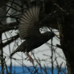 European Starling thumbnail 3