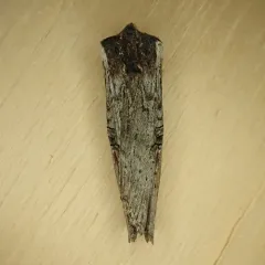 Bruce's Swordgrass Moth thumbnail 4