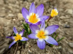 Crocus sublimis thumbnail 1