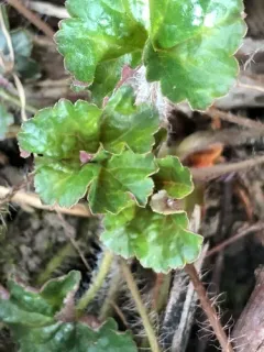 Green-flower Alumroot thumbnail 1