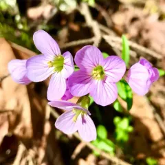 Nuttall's toothwort thumbnail 3