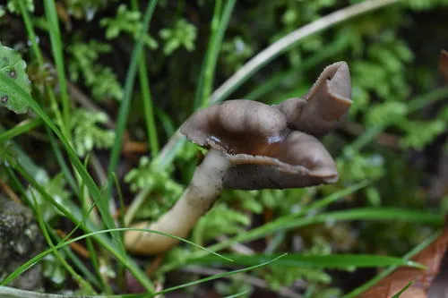 Helvella albella