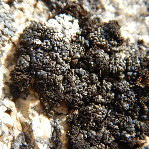 Pitted Blister Lichen